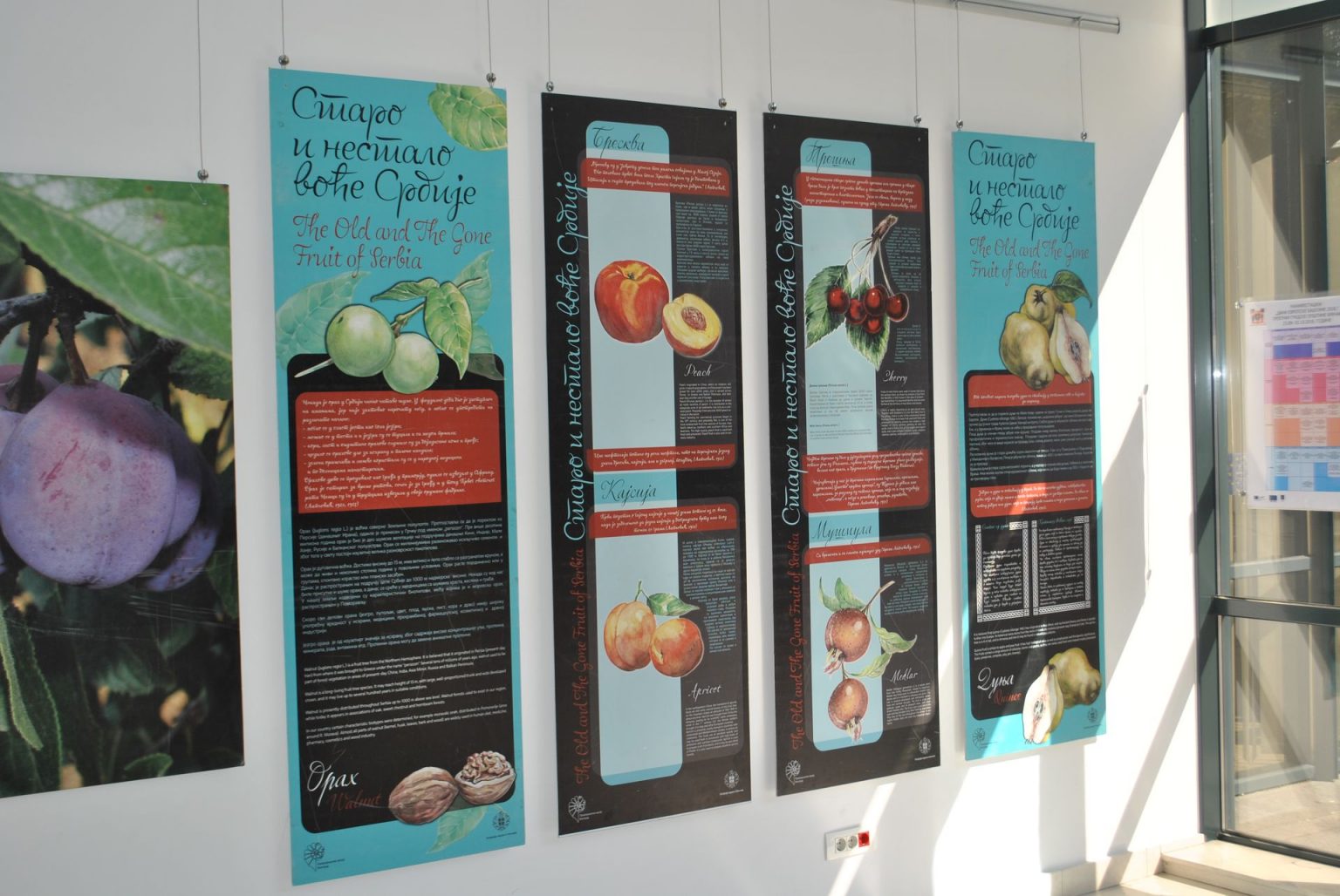 Staro i nestalo voće Srbije Staro voce