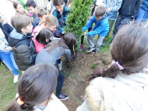 Sadnice za OS Kralj Petar Karadjordjevic