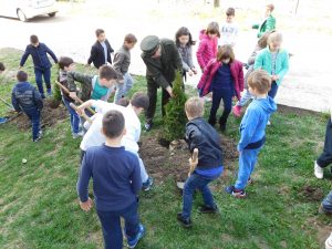 Sadnice za OS Kralj Petar Karadjordjevic