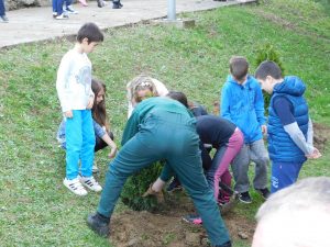 Sadnice za OS Kralj Petar Karadjordjevic
